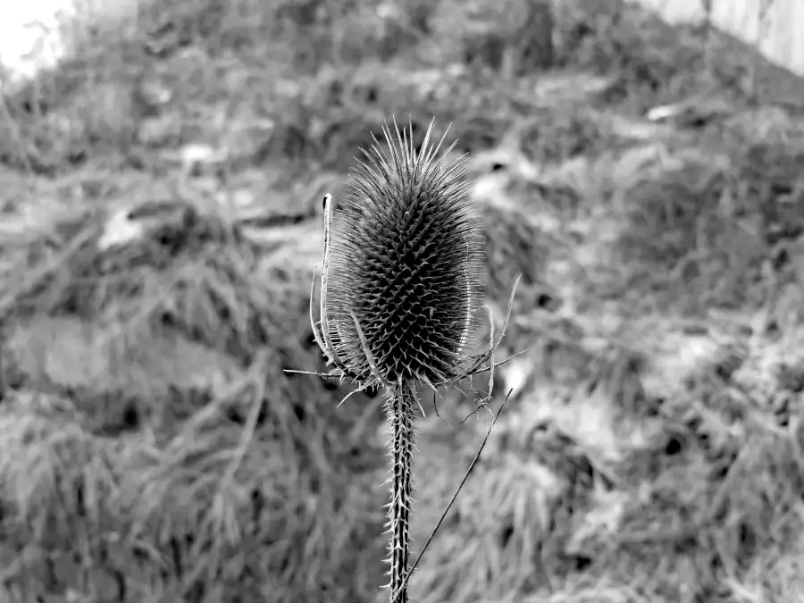 Your culture, not mine